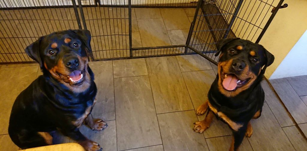 Dog Behaviour and Training Abracadabra