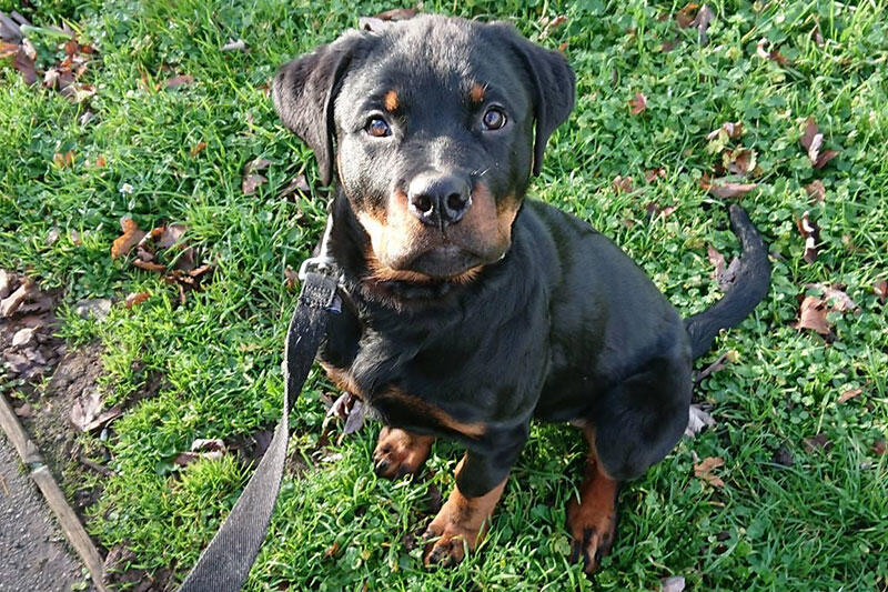 Dog Behaviour and Training