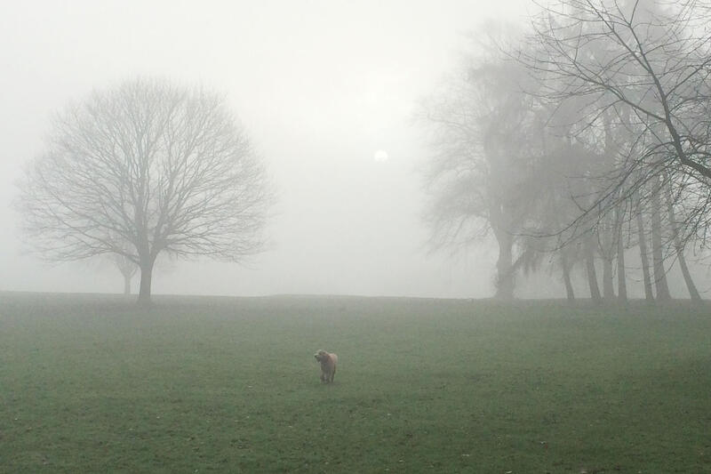Dog Walking