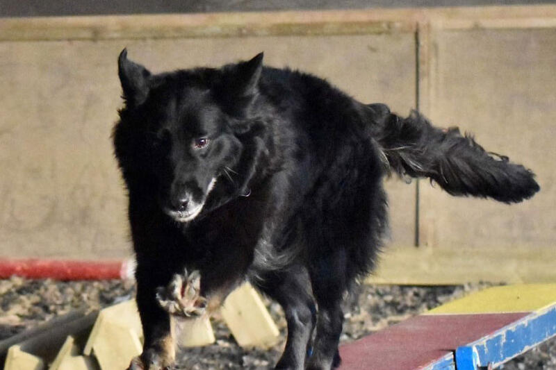 Fun Dog Agility Classes