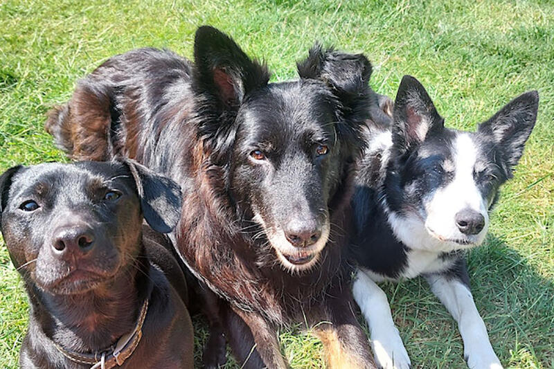 Six Week Dog Training Course in Teversal