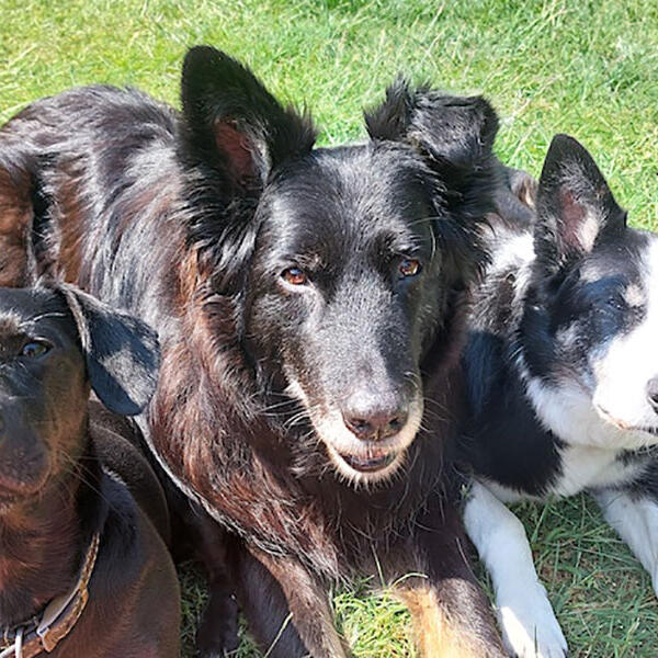 Six Week Dog Training Course in Teversal